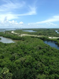 Aerial view of mangroves and water