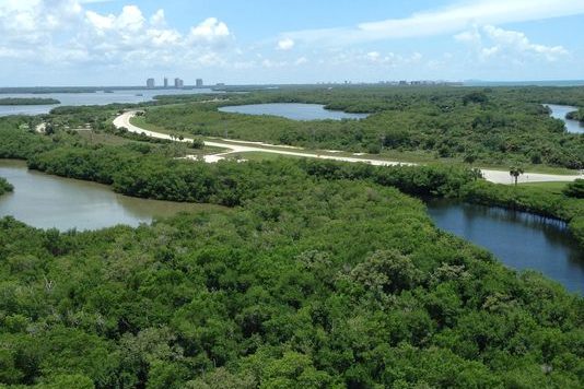 Aerial view of mangroves and water